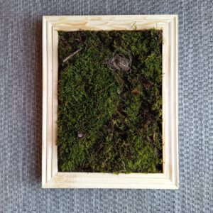 Moos Plant Panel Moos Plant Panel